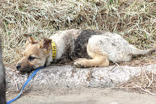 1200 X 800 689.0 Kb 800 X 1200 492.6 Kb 1200 X 800 695.5 Kb 1200 X 800 293.5 Kb Щенки а-ля терьеры в дар