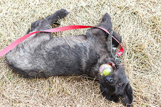 1200 X 800 830.2 Kb 1200 X 800 593.9 Kb Щенки а-ля терьеры в дар