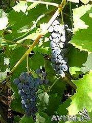 225 X 300 21.0 Kb 400 X 300 21.8 Kb ������ ����������� ������� ���������