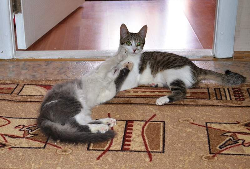 1920 X 1301 777.5 Kb       