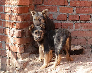 1200 X 951 556.5 Kb 807 X 1000 355.9 Kb  -   