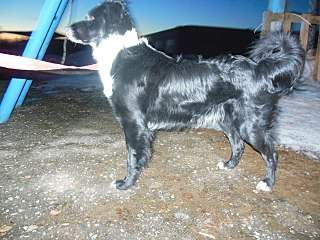 1280 X 960 348.7 Kb 1280 X 960 373.6 Kb 1280 X 960 351.8 Kb 1280 X 960 217.1 Kb Дворняги