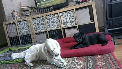 960 X 541 153.4 Kb 960 X 541 100.3 Kb Реттерита - Retrievers Terra Italmas...