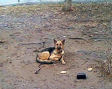 900 X 711 247.3 Kb  ... :-(