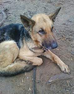 375 X 476  64.1 Kb  ... :-(