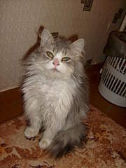 1536 X 2048 315.4 Kb    