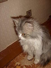 1536 X 2048 307.0 Kb 1536 X 2048 315.4 Kb    