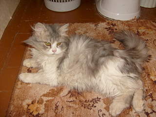 1920 X 1440 206.8 Kb 1536 X 2048 307.0 Kb 1536 X 2048 315.4 Kb    