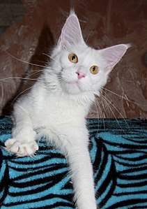 426 X 604 55.4 Kb Питомник мейн-кунов "Aurum Beauty" предлагает к продаже кошечку.