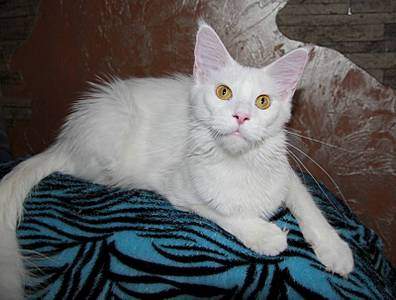 1600 X 1209 150.3 Kb 426 X 604 55.4 Kb Питомник мейн-кунов "Aurum Beauty" предлагает к продаже кошечку.