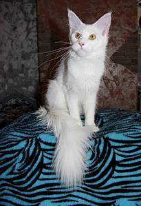 1094 X 1600 175.7 Kb 1600 X 1209 150.3 Kb 426 X 604  55.4 Kb  - "Aurum Beauty"    .