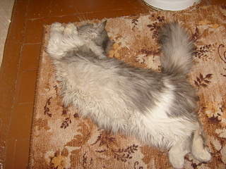 1920 X 1440 301.1 Kb    