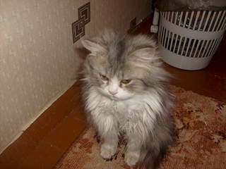 1920 X 1440 207.1 Kb 1920 X 1440 301.1 Kb    