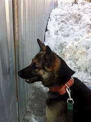 451 X 604  52.2 Kb  ?