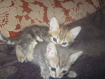 1920 X 1440 659.9 Kb      