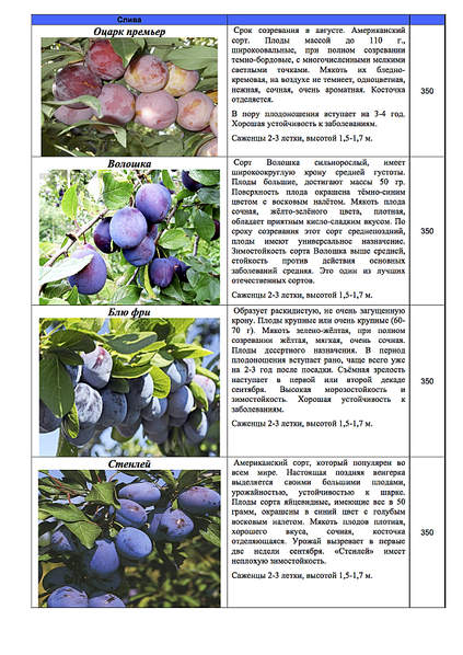 1239 X 1754 372.4 Kb 1239 X 1754 330.6 Kb ������� ������, �������, ������, �����, �����, �����, �������, �������