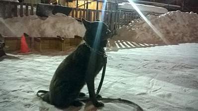 1920 X 1078 798.0 Kb Дворняги