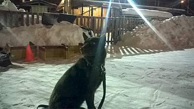 1920 X 1078 810.8 Kb 1920 X 1078 798.0 Kb Дворняги