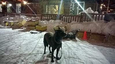 1920 X 1078 820.7 Kb 1920 X 1078 810.8 Kb 1920 X 1078 798.0 Kb Дворняги