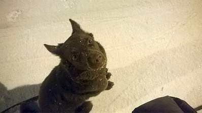 1920 X 1078 707.3 Kb Дворняги