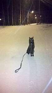 1456 X 2592 283.2 Kb 1920 X 1078 707.3 Kb Дворняги