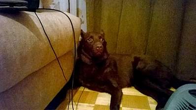 1920 X 1078 881.3 Kb 1266 X 711 231.0 Kb Дворняги