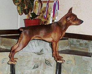 720 X 583 70.1 Kb 11 апреля 2015г. выставка собак г. Глазов.