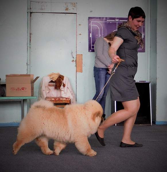 1920 X 1978 578.9 Kb 1792 X 1303 416.3 Kb 1920 X 2534 480.1 Kb 11 апреля 2015г. выставка собак г. Глазов.