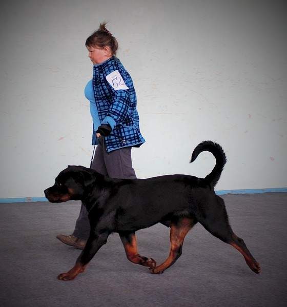 1920 X 2054 458.7 Kb 1873 X 2124 634.7 Kb 1920 X 1389 477.9 Kb 11 апреля 2015г. выставка собак г. Глазов.