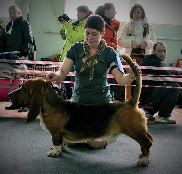 1920 X 1835 828.5 Kb 1662 X 1029 296.6 Kb 1920 X 1902 578.7 Kb 11 апреля 2015г. выставка собак г. Глазов.