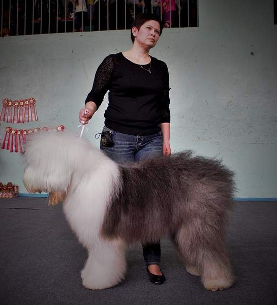 1920 X 2112 634.2 Kb 1920 X 1686 448.7 Kb 1877 X 1662 433.8 Kb 11 апреля 2015г. выставка собак г. Глазов.