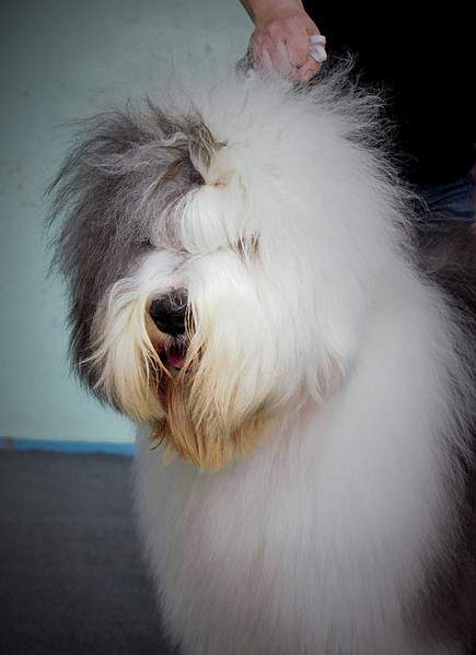 1920 X 2643 718.2 Kb 1920 X 2128 633.2 Kb 11 апреля 2015г. выставка собак г. Глазов.