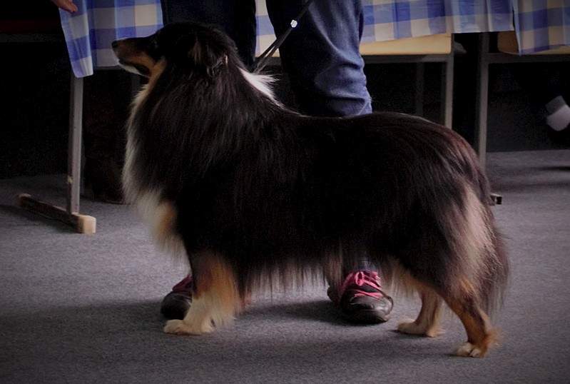 1699 X 1143 327.5 Kb 11  2015.   . .