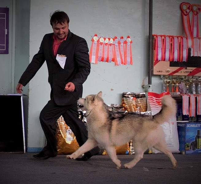 1701 X 1558 423.1 Kb 11 апреля 2015г. выставка собак г. Глазов.