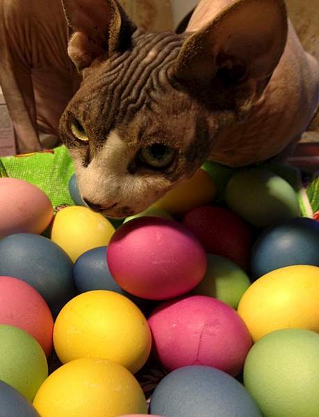 1920 X 2509 775.6 Kb     !