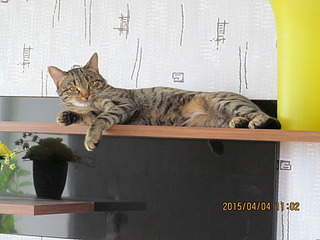 1920 X 1440 531.7 Kb 1920 X 1440 974.9 Kb   - , , .