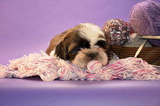 1920 X 1271 239.3 Kb  -