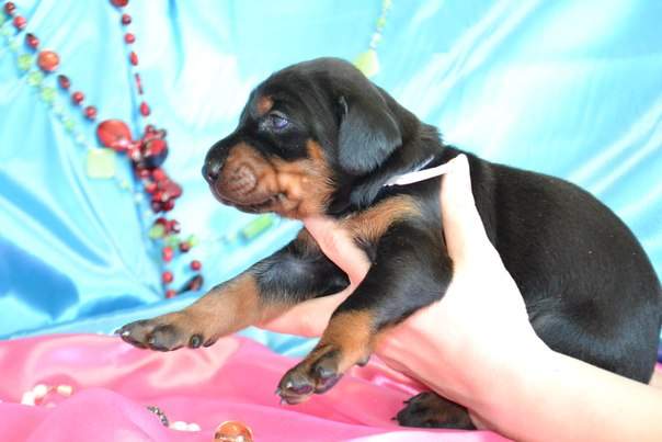 604 x 403 604 x 403 604 x 403 604 x 403 604 x 403     