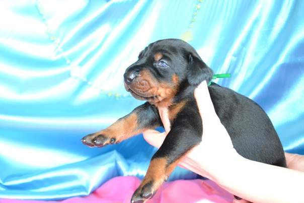 604 x 403 604 x 403 604 x 403 604 x 403 604 x 403     