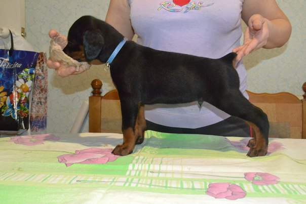 604 x 403 402 X 604  42.0 Kb 604 x 403 604 x 403 604 x 403     