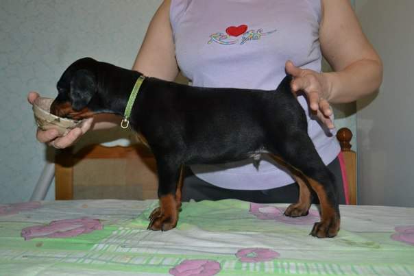 604 x 403 604 x 403 402 X 604  38.8 Kb 604 x 403 402 X 604  42.4 Kb     