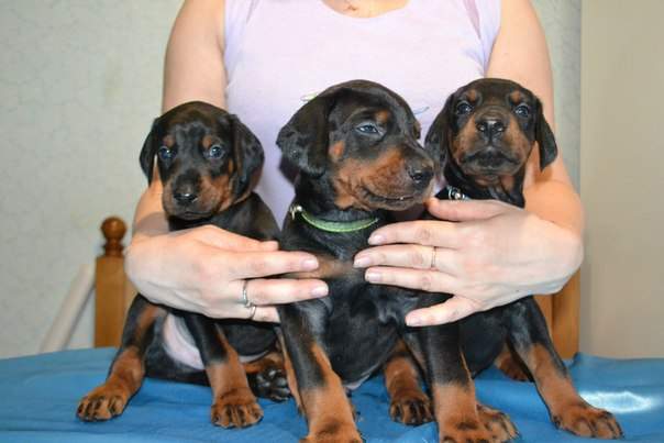 604 x 403 402 X 604  37.1 Kb 402 X 604  41.6 Kb     