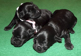 1920 X 1310 243.7 Kb   - .