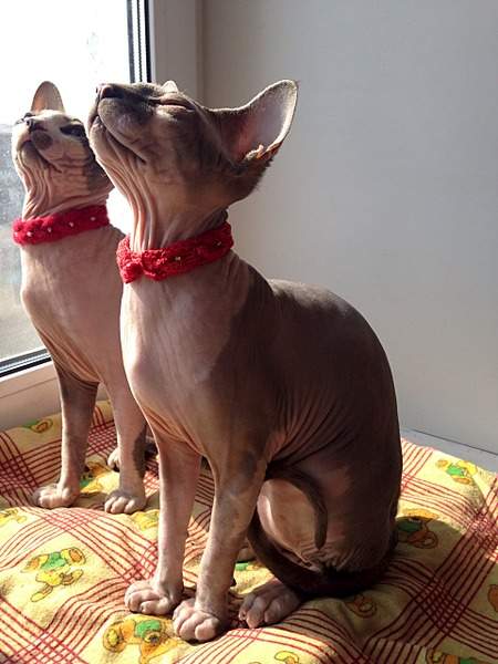 1920 X 2560 989.6 Kb 1920 X 2560 345.6 Kb ^~^ Канадский Сфинкс ^~^ Элитные кошки- для ценителей Шика !