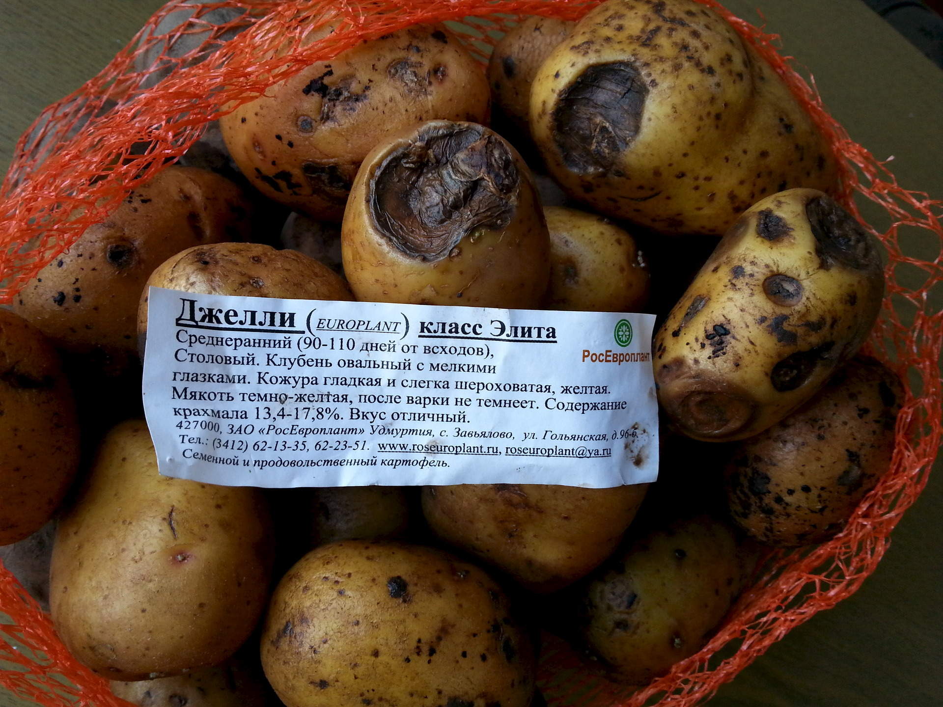 Картофель вега описание сорта характеристика урожайность