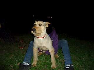 604 X 453 36.5 Kb 1920 X 1080 683.7 Kb 1280 X 960 199.9 Kb 1920 X 1569 485.0 Kb Дворняги