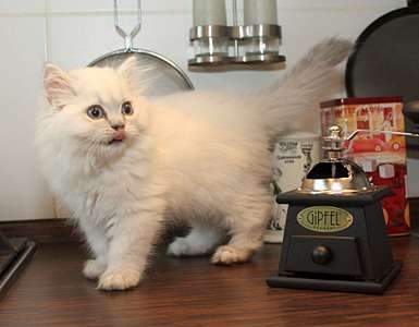 1920 X 1496 155.3 Kb Питомник'Gem Sweet'.Любимые британские плюшки. Есть британские голубоглазые котята !