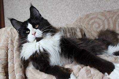 960 X 640 59.9 Kb Питомник мейн-кунов "Aurum Beauty".Помет "J".Резервирование.