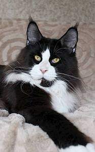 461 X 737  31.0 Kb 960 X 640  59.9 Kb  - "Aurum Beauty". "J"..