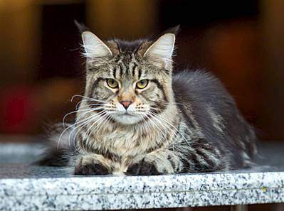 1600 X 1191 153.7 Kb  - 'Aurum Beauty'. 'J'..